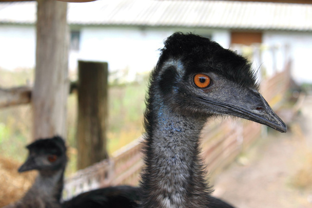 A portrait photo of an ostrich - Foto, afbeelding