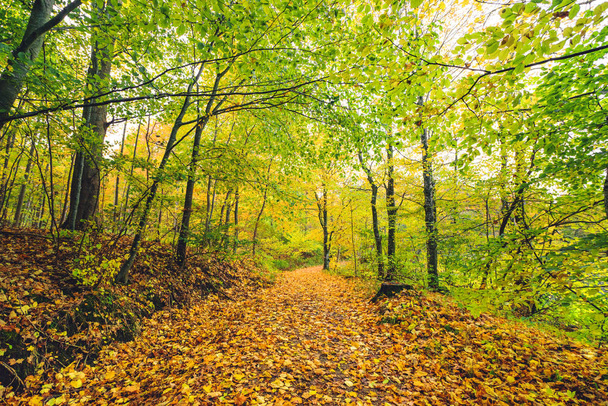 Forest trail in autumn - Valokuva, kuva