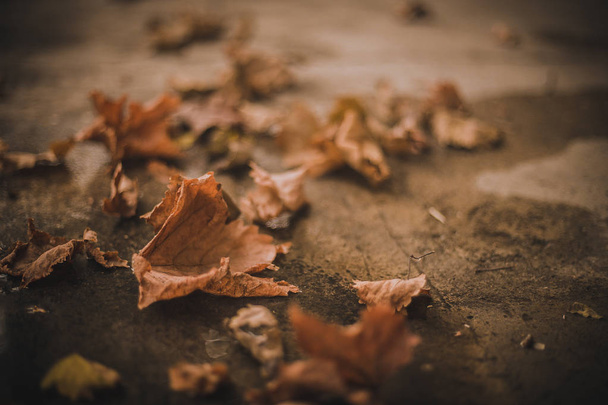 Fallen autumn leaves on the ground - Foto, Imagem