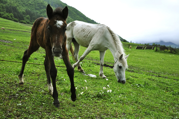 Horses in Suaneti - Valokuva, kuva