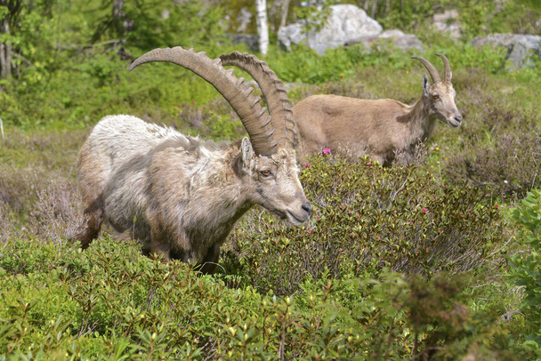 Alpine ibex in mountains - Photo, Image