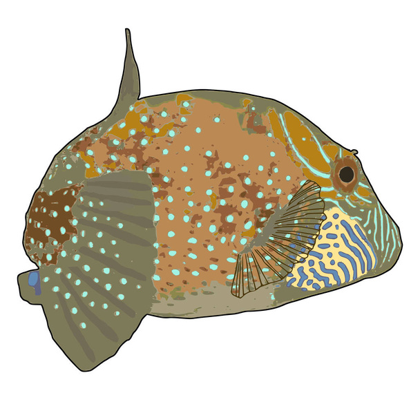 Ambon Pufferfish Vector Illustration - Вектор,изображение