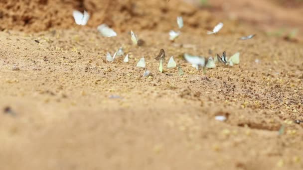 Gruppe von Schmetterlingen saugen Mineralstoffe und Nährstoffe auf Sand mit Insekten, Pang Sida Nationalpark, Thailand - Filmmaterial, Video