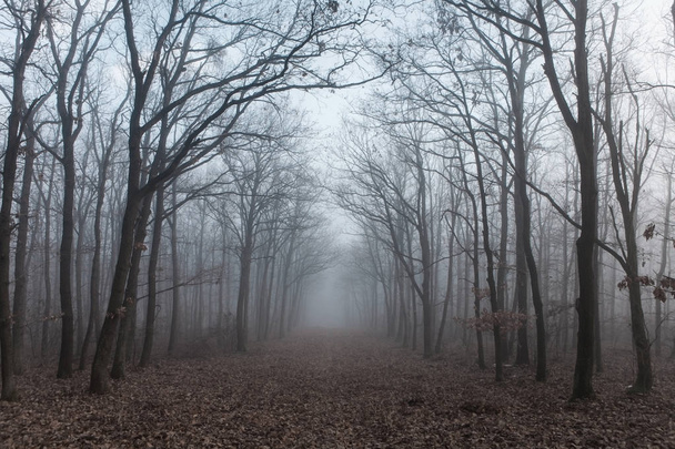 Forest in mysterious fog - Photo, Image