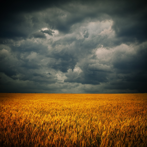 ciemne chmury nad pole pszenicy - Zdjęcie, obraz