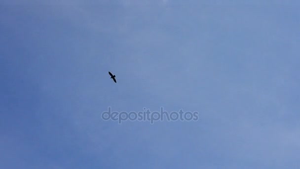 Bird soaring against blue sky and white clouds - Footage, Video