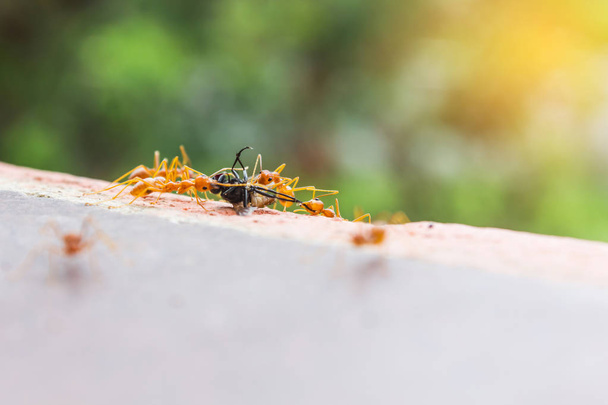 Mauvaise chance voler ou voler sacrifice maison par l'équipe de fourmi, flyhouse plus lâche
 - Photo, image