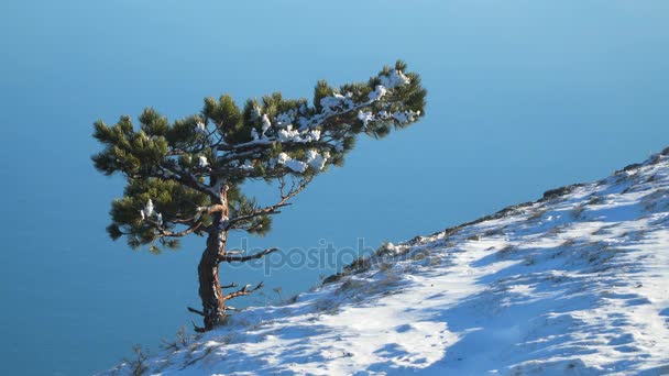 Pino en la nieve al borde de la montaña
 - Imágenes, Vídeo