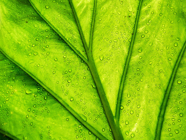 Folha verde com gotas de água, luz solar
 - Foto, Imagem