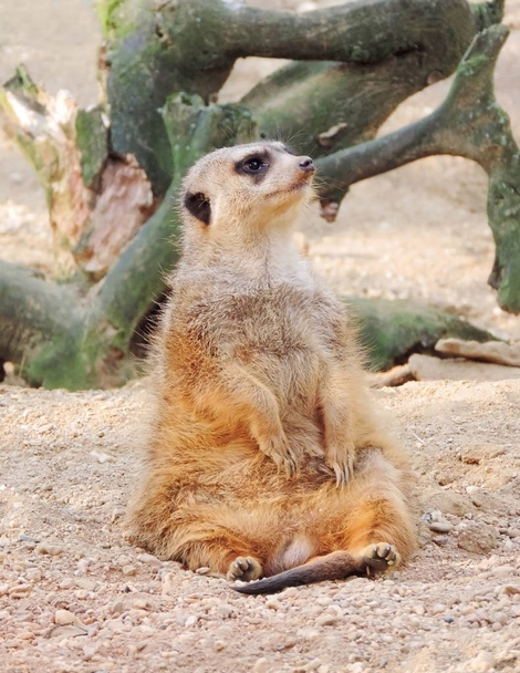 Schattig suricate kijken - Foto, afbeelding