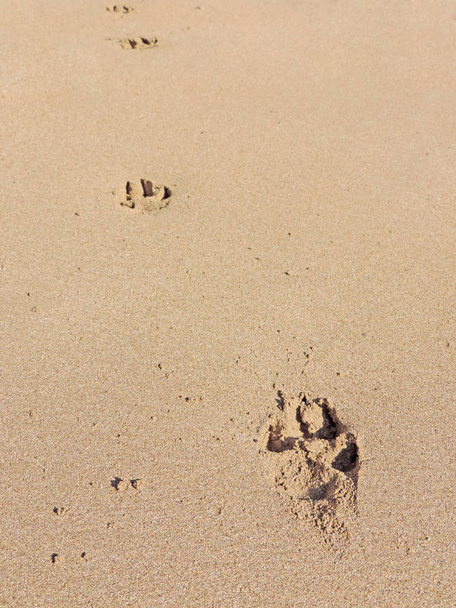 Dog paw prints in the sand - Foto, Bild