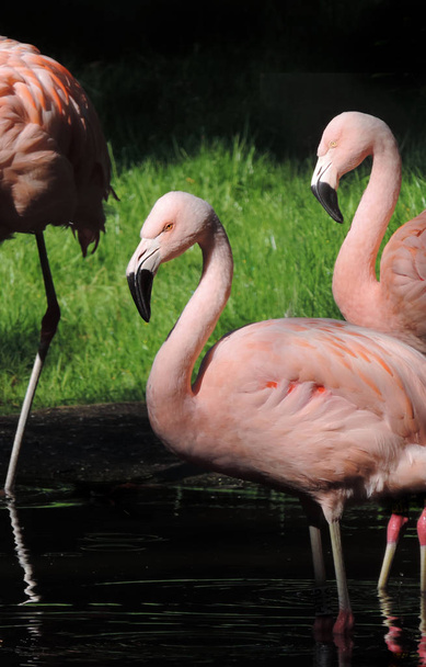 groep van roze flamingo 's - Foto, afbeelding