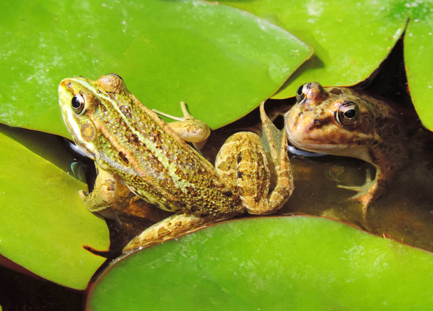 ranas verdes en un estanque de nenúfares
 - Foto, imagen