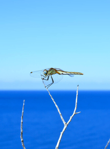 schöne Libelle sitzt auf einem Ast - Foto, Bild