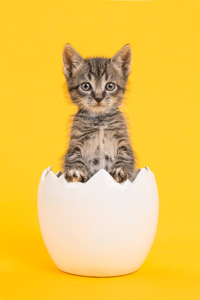 Cute tabby baby cat kitten in a white egg shell on a yellow background - Foto, Imagem