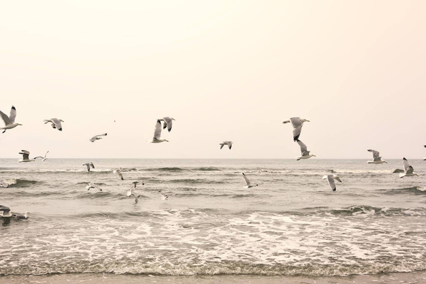Gaviotas voladoras en la playa - Foto, Imagen