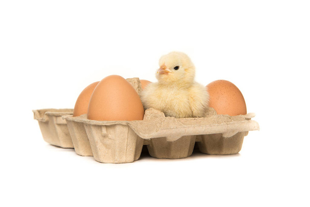 Yellow baby chicken in a paperboard egg carton between eggs isolated on a white background - Photo, Image