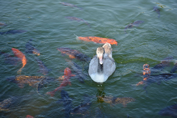 Duck in Santiago Chile - Фото, зображення