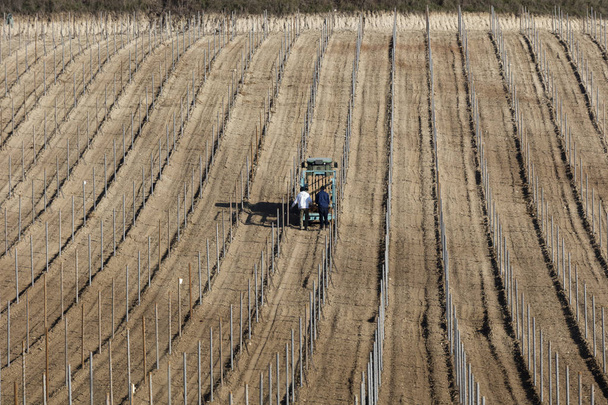 Agricultor en el trabajo
 - Foto, Imagen