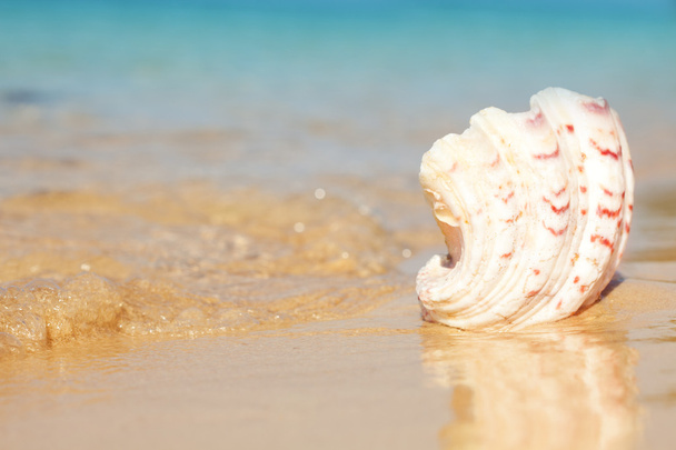 seashell and waves - Photo, Image