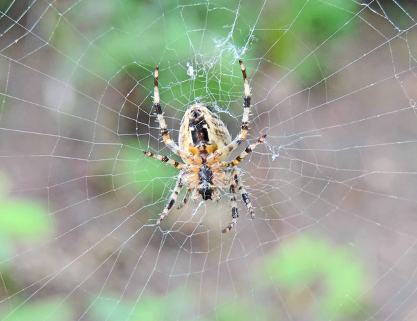 Перехресний павук у павутинній мережі
 - Фото, зображення