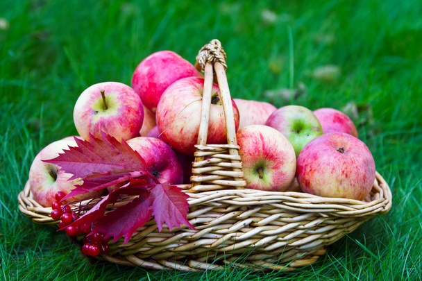 Cesta com maçãs na grama
 - Foto, Imagem