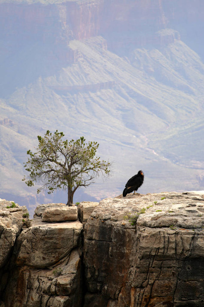 Califórnia Condor no Grand Canyon
 - Foto, Imagem