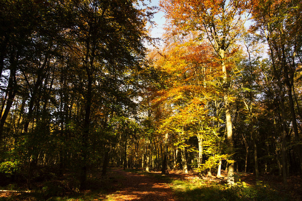 Деревянная сцена с желтыми и коричневыми осенними листьями
 - Фото, изображение