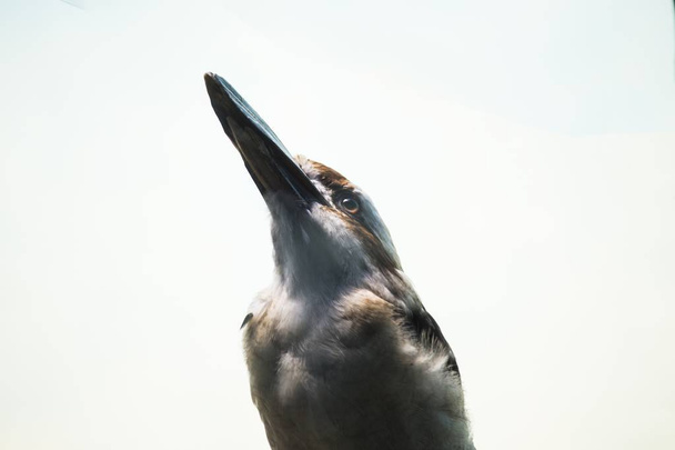 Naurava kookaburra (Dacelo novaeguineae)) - Valokuva, kuva