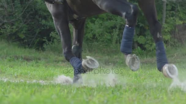 Медленное движение: сильный мускулистый темно-коричневый конь скользит и поднимается пыль и песок позади
 - Кадры, видео