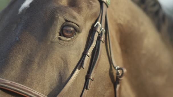 CERRAR: Hermoso caballo poderoso mirando a la cámara y parpadeando con los ojos
 - Metraje, vídeo