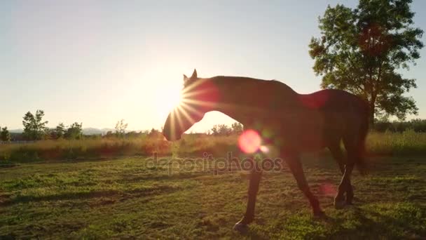 SULJE Up: Kaunis tumma lahti hevonen laitumella ja käynnissä kentällä auringonlaskun aikaan
 - Materiaali, video