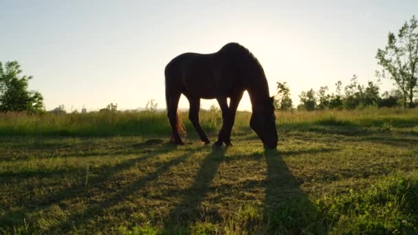 CERRAR: Hermoso caballo de la bahía oscura pastando en el campo al atardecer
 - Imágenes, Vídeo