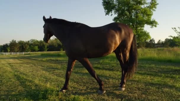 Közelről: Hatalmas sötét barna ló legeltetés vidéki területen, a naplemente - Felvétel, videó