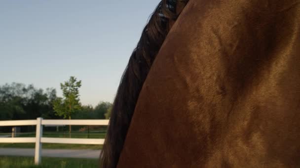 CERRAR: Hermoso caballo con abrigo brillante saludable y maine mirando al atardecer
 - Metraje, vídeo