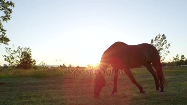 Zeitlupe: Schönes dunkelbraunes Pferd weidet und läuft auf Wiese - Filmmaterial, Video