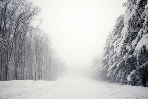 Road and trees in blizzard - Foto, Bild