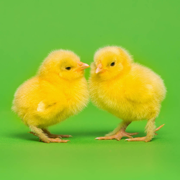 Two cute yellow baby chicks on a green background - Foto, imagen
