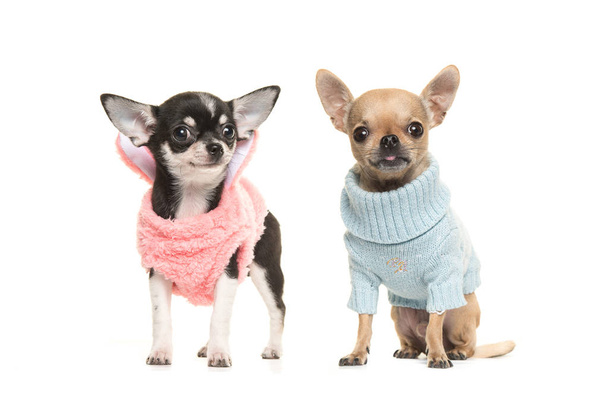 Два щенка чихуахуа в розовом свитере и голубом свитере
 - Фото, изображение
