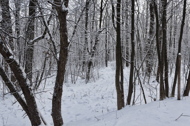 Winter deciduous forest - Фото, изображение