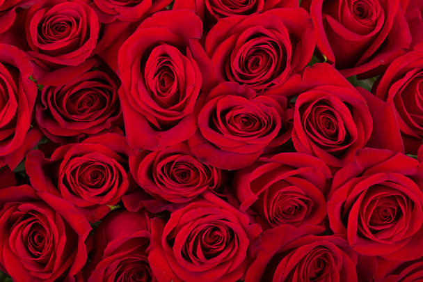 bouquet di rose rosse fresche
 - Foto, immagini