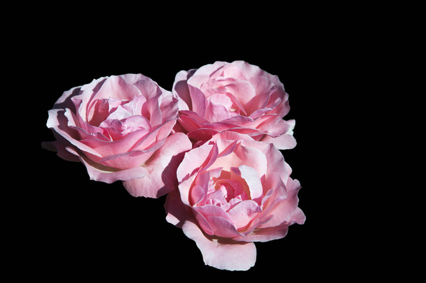 Bunch of pink roses. - Foto, afbeelding