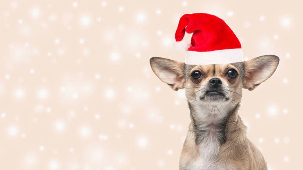 Cute chihuahua dog portrait facing the camera wearing santa's hat - Foto, immagini