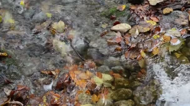 small river flowing through Maisinger Schlucht (canyon) in Bavaria (Germany). Beech forest around. - Záběry, video