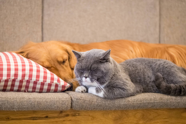 Golden retriever and cat sleep on the couch - Valokuva, kuva