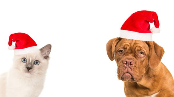 Cute bordeaux dog and rag doll baby cat portrait wearing santa's hat - Photo, Image