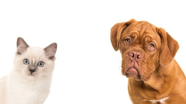 Cute bordeaux dog and rag doll baby cat portrait  - Photo, Image