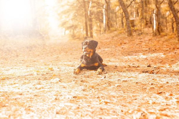 cucciolo rottweiler sdraiato al parco autunnale
 - Foto, immagini