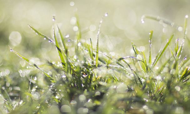 The grass covered with dew at dawn - Φωτογραφία, εικόνα