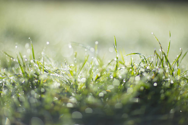 The grass covered with dew at dawn - Foto, afbeelding
